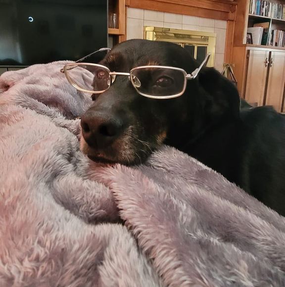 Meet your Posher, Elijah - Picture 1 of 1